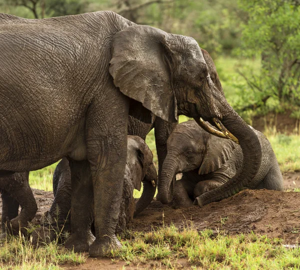 Sürüsü dinlenme, Serengeti, Tanzanya, Afrika — Stok fotoğraf