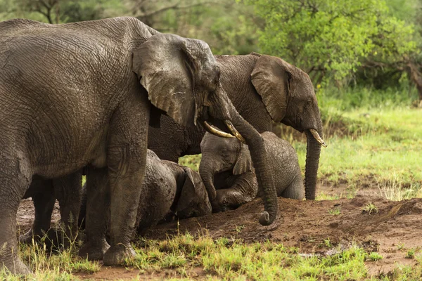 Stádo slonů odpočívá, Serengeti, Tanzanie, Afrika — Stock fotografie