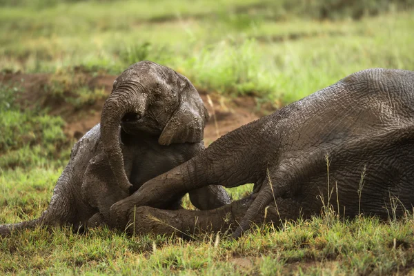 Νέοι ελέφαντα που παίζει, Serengeti στην Τανζανία, την Αφρική — Φωτογραφία Αρχείου