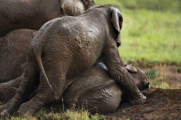 Νέοι ελέφαντα που παίζει, Serengeti στην Τανζανία, την Αφρική — Φωτογραφία Αρχείου