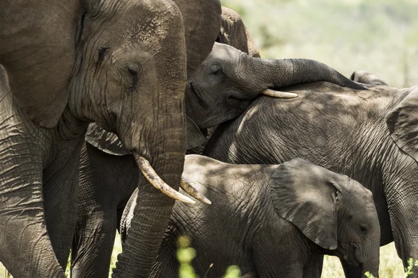 Közeli kép: egy csorda elefánt, Serengeti Tanzánia, Afrika — Stock Fotó