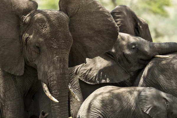 Närbild av en besättning med elefanter, Serengeti, Tanzania, Afrika — Stockfoto