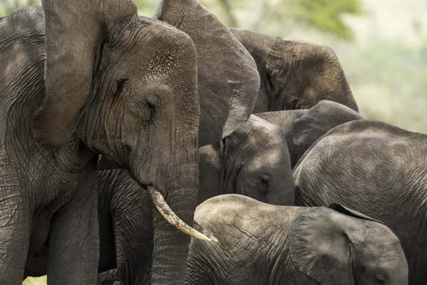 Närbild av en besättning med elefanter, Serengeti, Tanzania, Afrika — Stockfoto