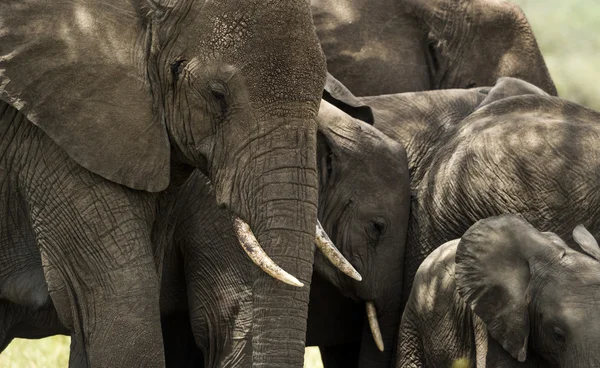 Närbild av en besättning med elefanter, Serengeti, Tanzania, Afrika — Stockfoto
