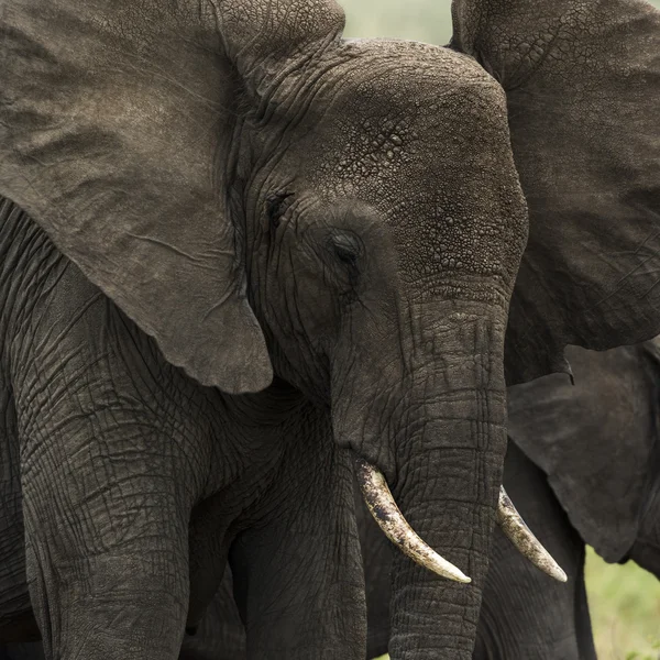 Primer plano de un elefante, Serengeti, Tanzania, África — Foto de Stock
