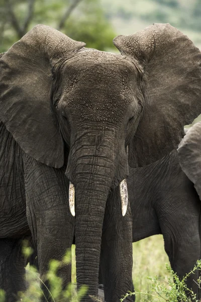 Közeli kép: egy elefánt, Serengeti Tanzánia, Afrika — Stock Fotó