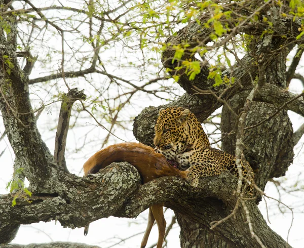 Léopard dans un arbre avec sa proie, Serengeti, Tanzanie, Afrique — Photo