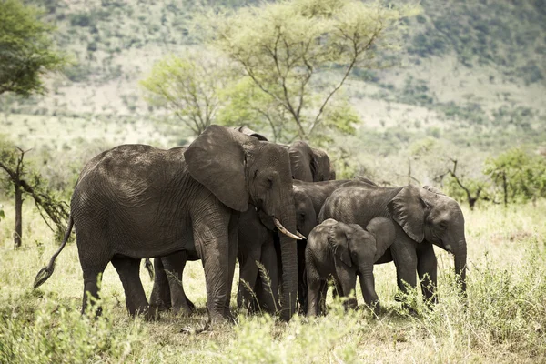 Besättningen av elefant, Serengeti, Tanzania, Afrika — Stockfoto