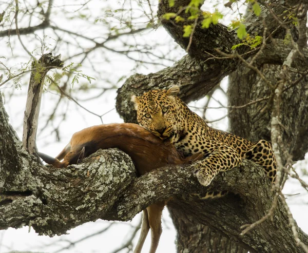 Leopardo in un albero con la sua preda, Serengeti, Tanzania, Africa — Foto Stock