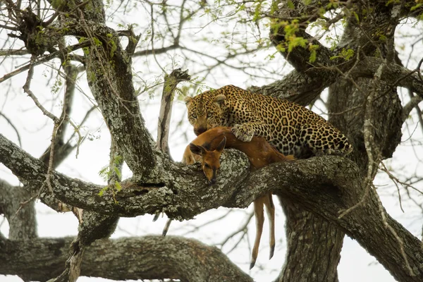 Léopard dans un arbre avec sa proie, Serengeti, Tanzanie, Afrique — Photo