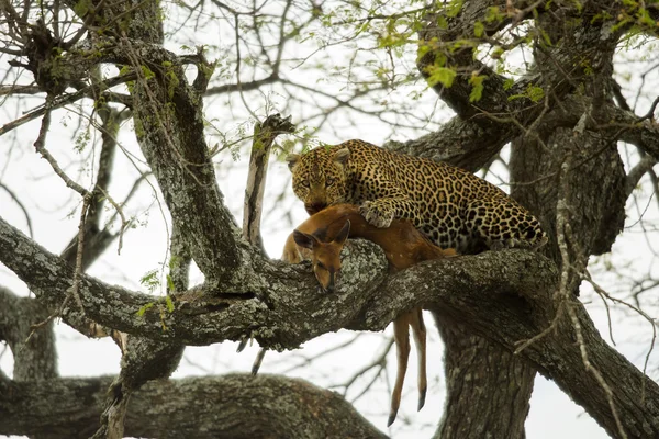 Leopardo en un árbol con su presa, Serengeti, Tanzania, África — Foto de Stock