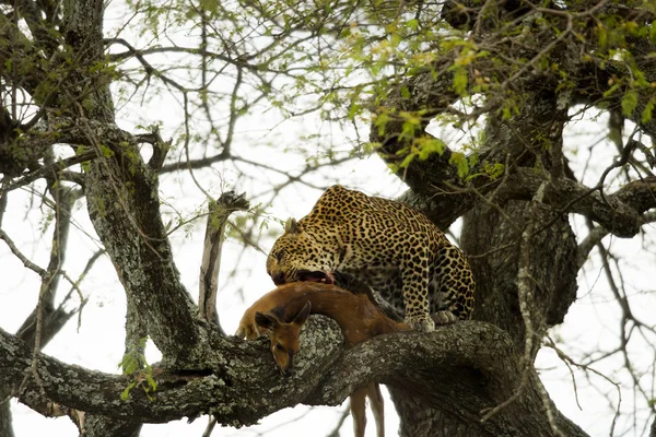 Onun hayvanın avı, Serengeti, Tanzanya, Afrika ile bir ağaçta leopar — Stok fotoğraf