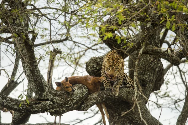 Leopardo en un árbol con su presa, Serengeti, Tanzania, África — Foto de Stock