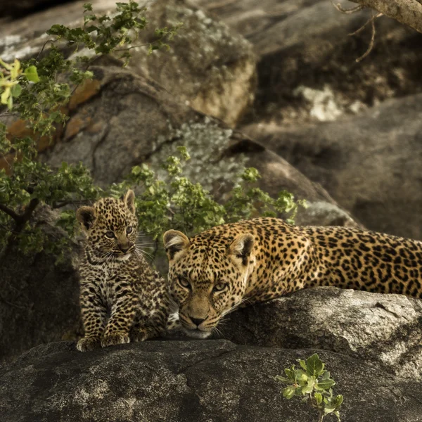 Leoprad と岩、セレンゲティ、タンザニア、アフリカで休む彼女のカブス — ストック写真