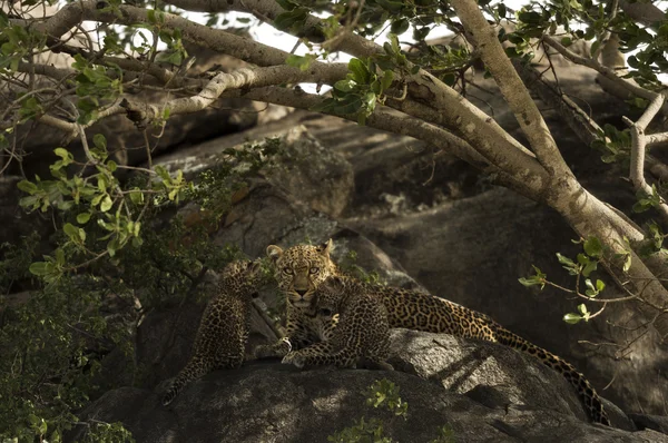 Leoprad i jej szczeniaki spoczywa na skały, Serengeti, Tanzania, Afri — Zdjęcie stockowe