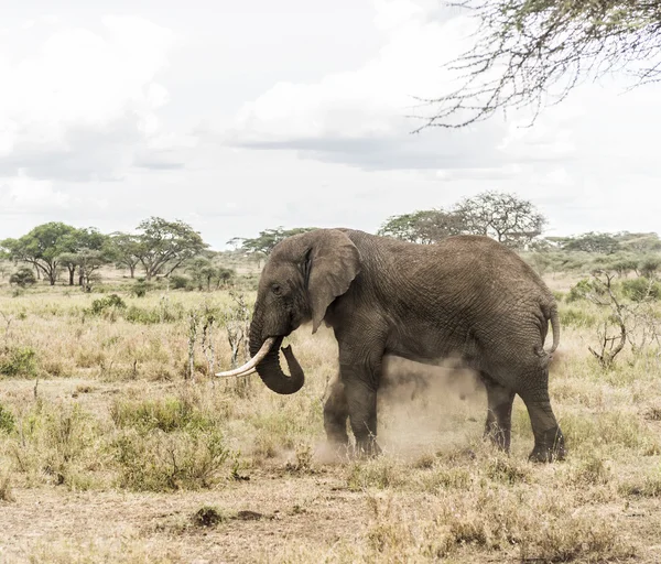 Elefánt por fürdő, Serengeti Tanzánia, Afrika — Stock Fotó