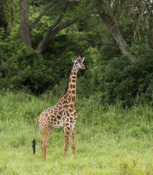 Mladá žirafa stojící, Serengeti, Tanzanie, Afrika — Stock fotografie