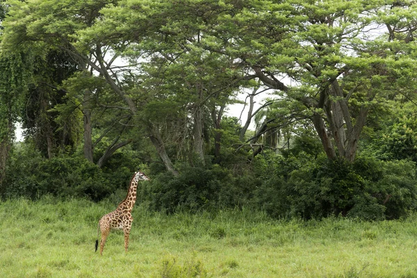 Mladá žirafa stojící, Serengeti, Tanzanie, Afrika — Stock fotografie