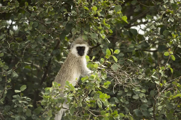 Vervet-Affe, Chlorocebus pygerythrus, in einem Baum, Serengeti, ta — Stockfoto