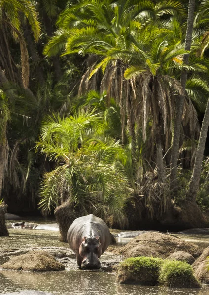 Бегемот, гуляющий по реке, Серенази, Танзания, Африка — стоковое фото
