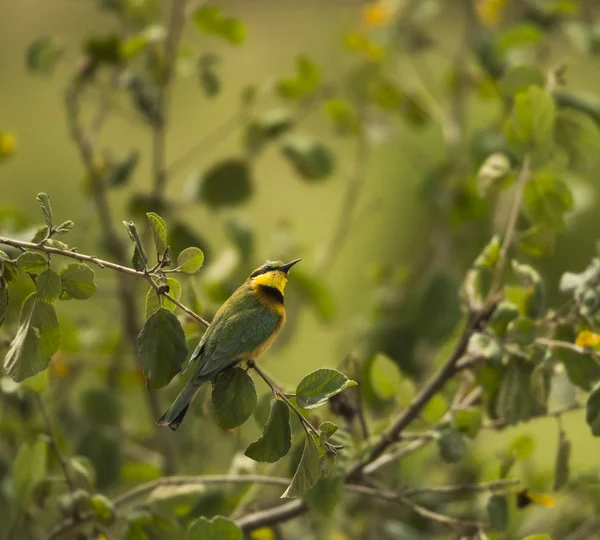 Маленький пчелоед, Merops pusillus, сидящий на ветке, Serenget — стоковое фото