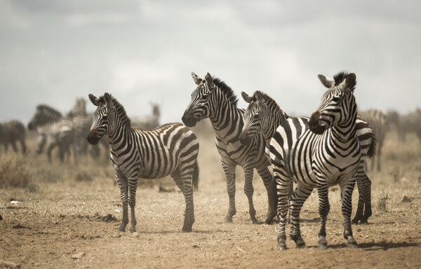 Zebra standing, Serengeti, Tanzania, Africa
