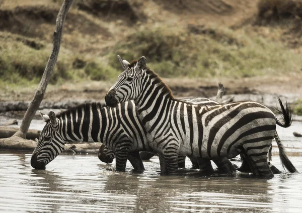 Cebras de pie y bebiendo en un río, Serengeti, Tanzania, Af — Foto de Stock