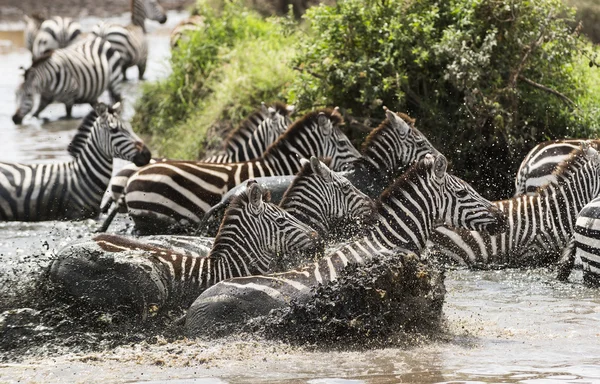 舞动在河，坦桑尼亚的塞伦盖蒂，非洲的斑马 — 图库照片