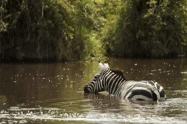 Beber cebra en un río, Serengeti, Tanzania, África — Foto de Stock