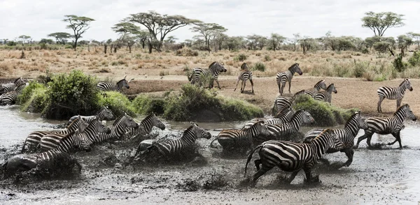 Bir nehir, Serengeti, Tanzanya, Afrika dörtnala sürüsütoz — Stok fotoğraf