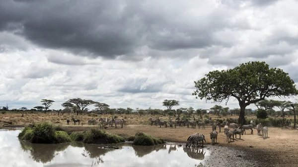 Állomány a zebrák pihenés egy folyó, Serengeti Tanzánia, Afrika — Stock Fotó