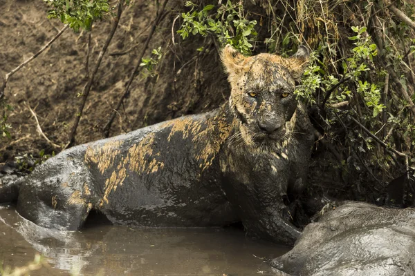 泥の川、セレンゲティ、舞曲に獲物の隣に横たわっている雌ライオン — ストック写真