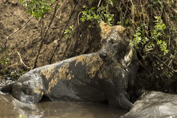 泥の川、セレンゲティ、舞曲に獲物の隣に横たわっている雌ライオン — ストック写真