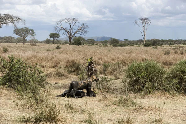 Dişi aslan ayakta avını, Serengeti, Tanzanya, Af yanında kirli — Stok fotoğraf