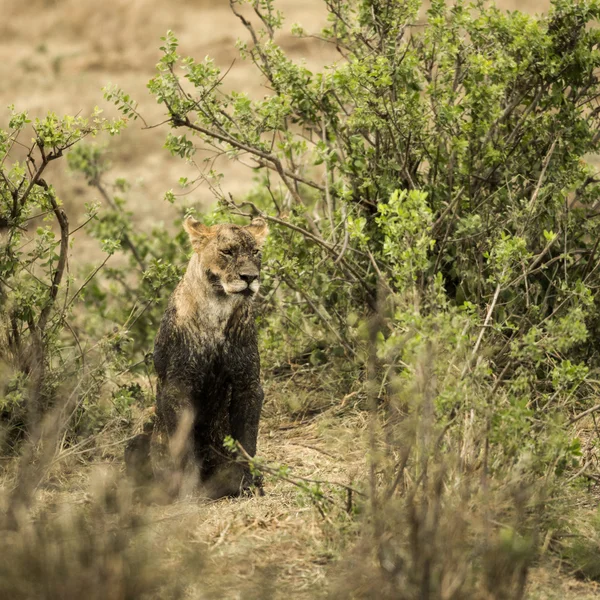Leona sucia sentada, Serengeti, Tanzania, África — Foto de Stock