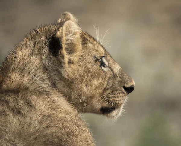 Z bliska młodego lwa, Serengeti, Tanzania, Afryka — Zdjęcie stockowe
