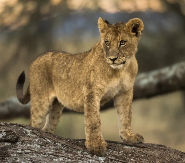 Jeune lion debout une branche — Photo