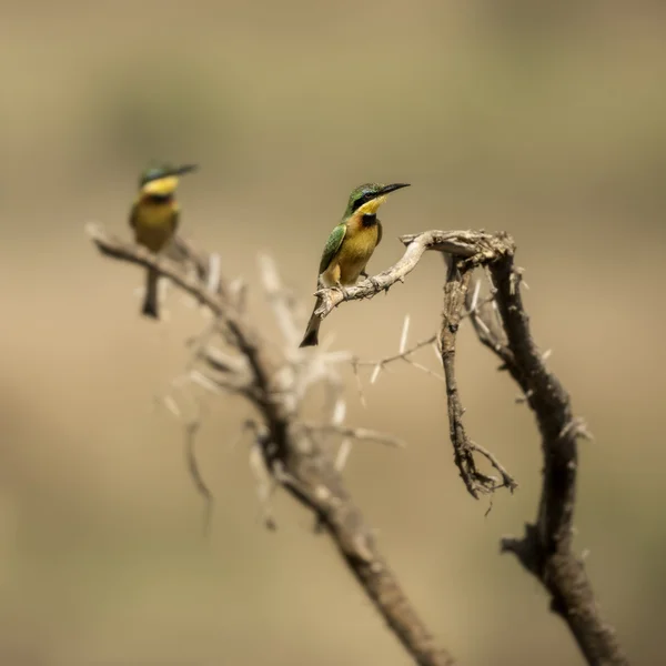 Two Little bee-eaters perched on a branch, Serengeti, Tanzania, — Stock Photo, Image