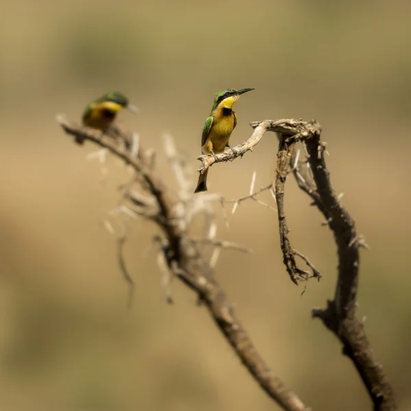 Two Little bee-eaters perched on a branch, Serengeti, Tanzania, — Stock Photo, Image