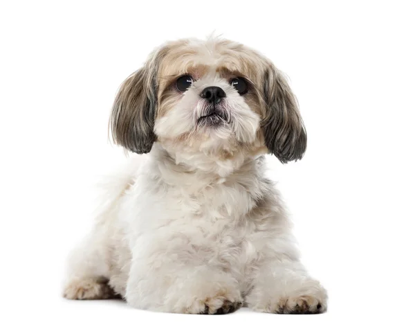 Shih Tzu (8 anos) na frente de um fundo branco — Fotografia de Stock