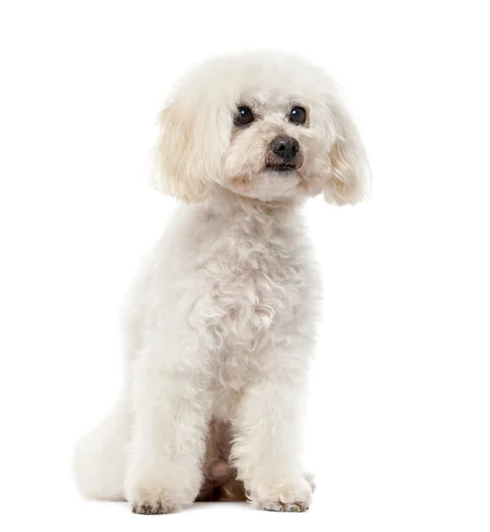 Poodle (11 anos) na frente de um fundo branco — Fotografia de Stock