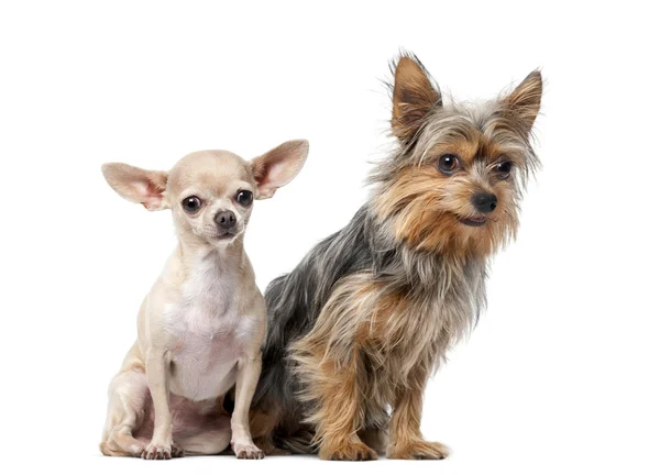 Yorkshire Terrier and  Chihuahua sitting in front of a white bac — Stock Photo, Image