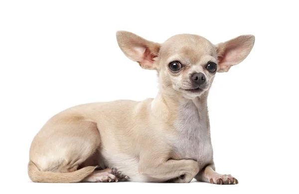 Chihuahua (2 år gammal) framför en vit bakgrund — Stockfoto