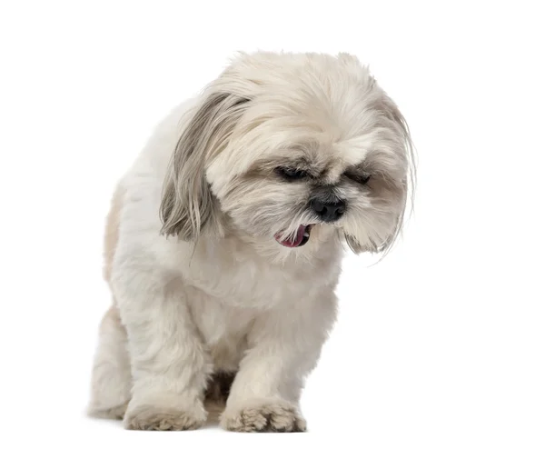 Shih Tzu yawning (5 years old) in front of a white background — Stock Photo, Image