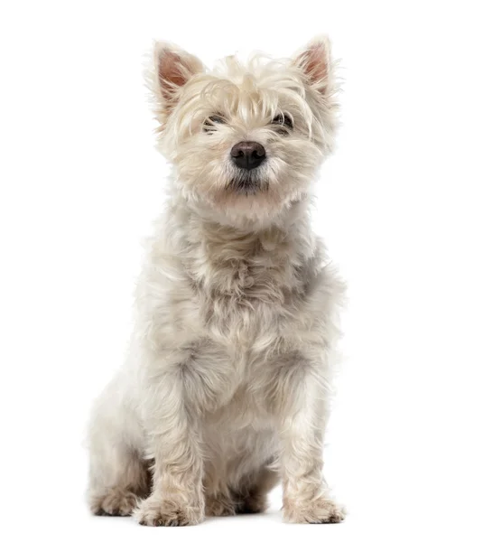 West Highland White Terrier (12 ans) devant un b blanc — Photo