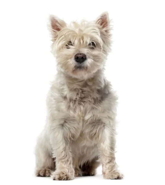 West Highland White Terrier (12 anni) davanti a una b bianca — Foto Stock