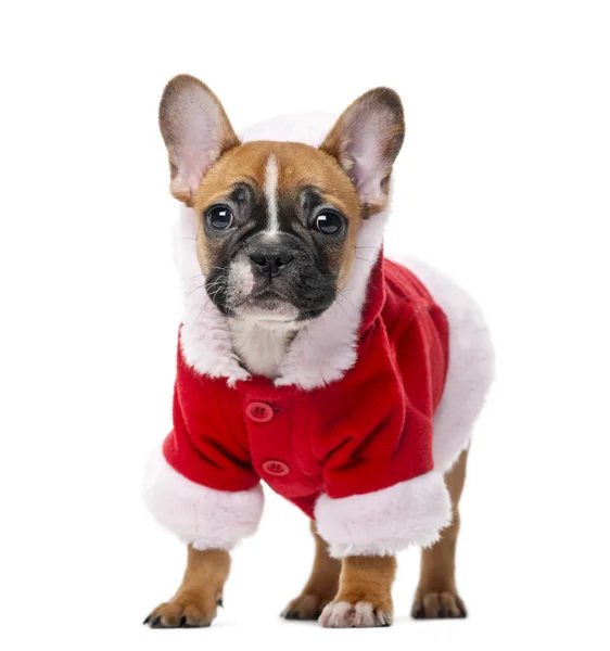 Francese bulldog cucciolo indossa un cappotto di Babbo Natale davanti a un ba bianco — Foto Stock
