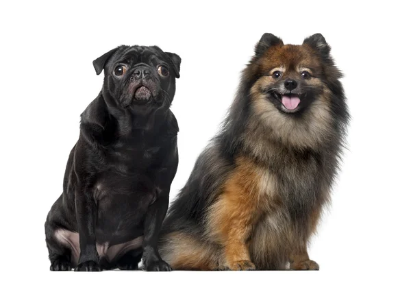 Pug and Spitz in front of a white background — Stock Photo, Image