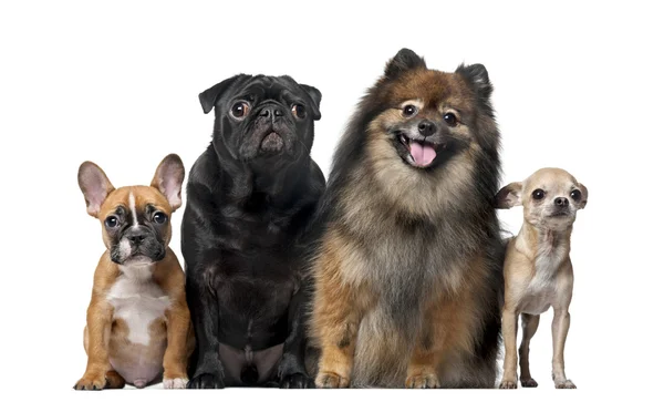 Grupo de perros frente a un fondo blanco — Foto de Stock