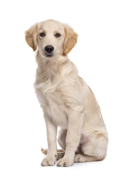 Golden retriever (5 months old) sitting — Stock Photo, Image